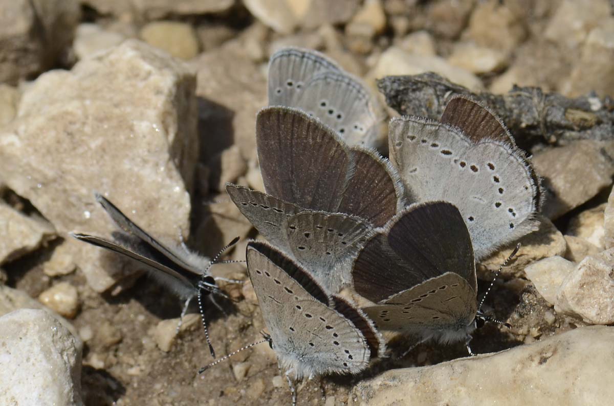 Gruppo misto Lycaenidae da id.